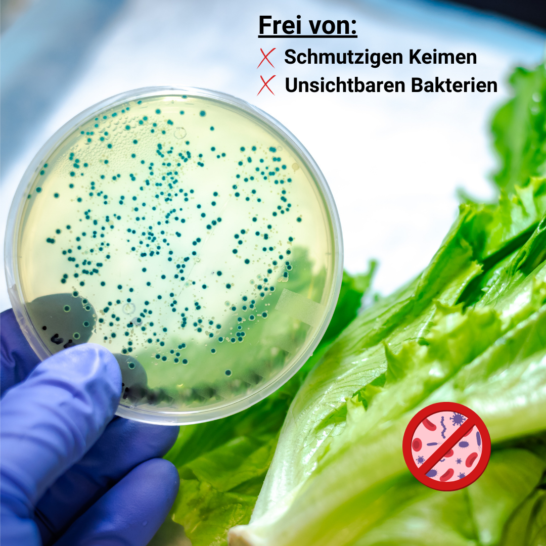 Keimfreie Lebensmittel: Laboruntersuchung einer Salatprobe auf Bakterien. Frei von schmutzigen Keimen und unsichtbaren Bakterien – für maximale Hygiene und Sicherheit. Ideal für gesundheitsbewusste Ernährung.
